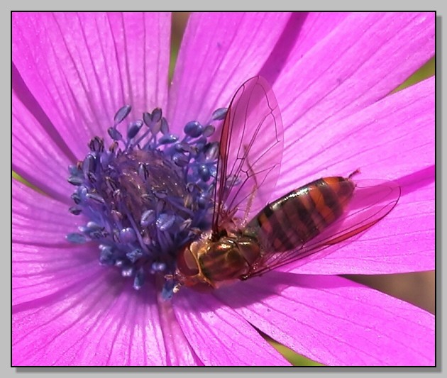 Eristalis sp e Episyrphus balteatus